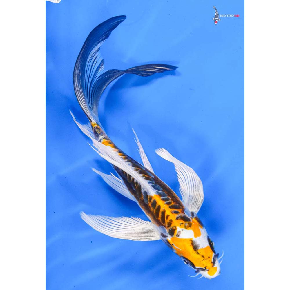 8” Imported Doitsu Kujaku Butterfly Koi