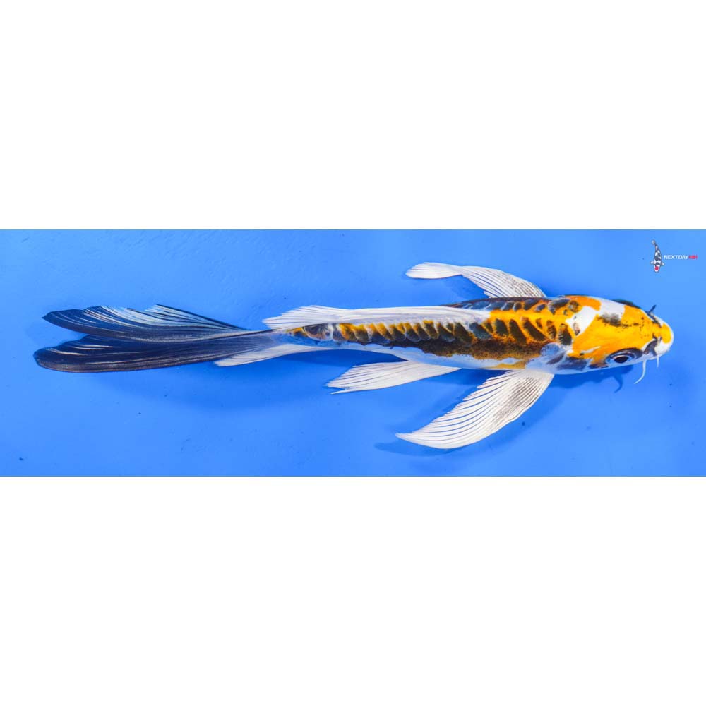8” Imported Doitsu Kujaku Butterfly Koi