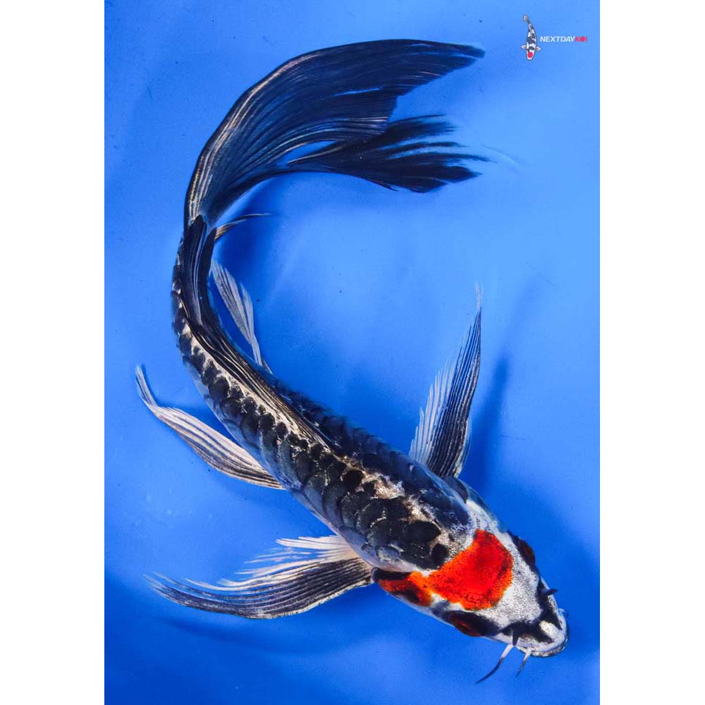 8” Imported Armor Scaled Kin Kikokuryu Butterfly Koi