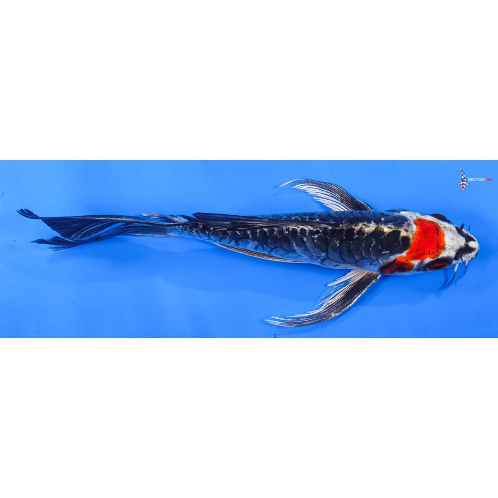 8” Imported Armor Scaled Kin Kikokuryu Butterfly Koi