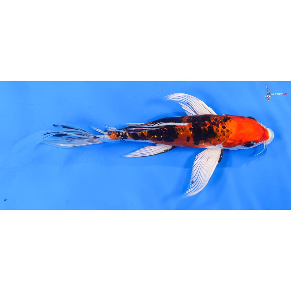8.5” Imported Heisei Nishiki Butterfly Koi