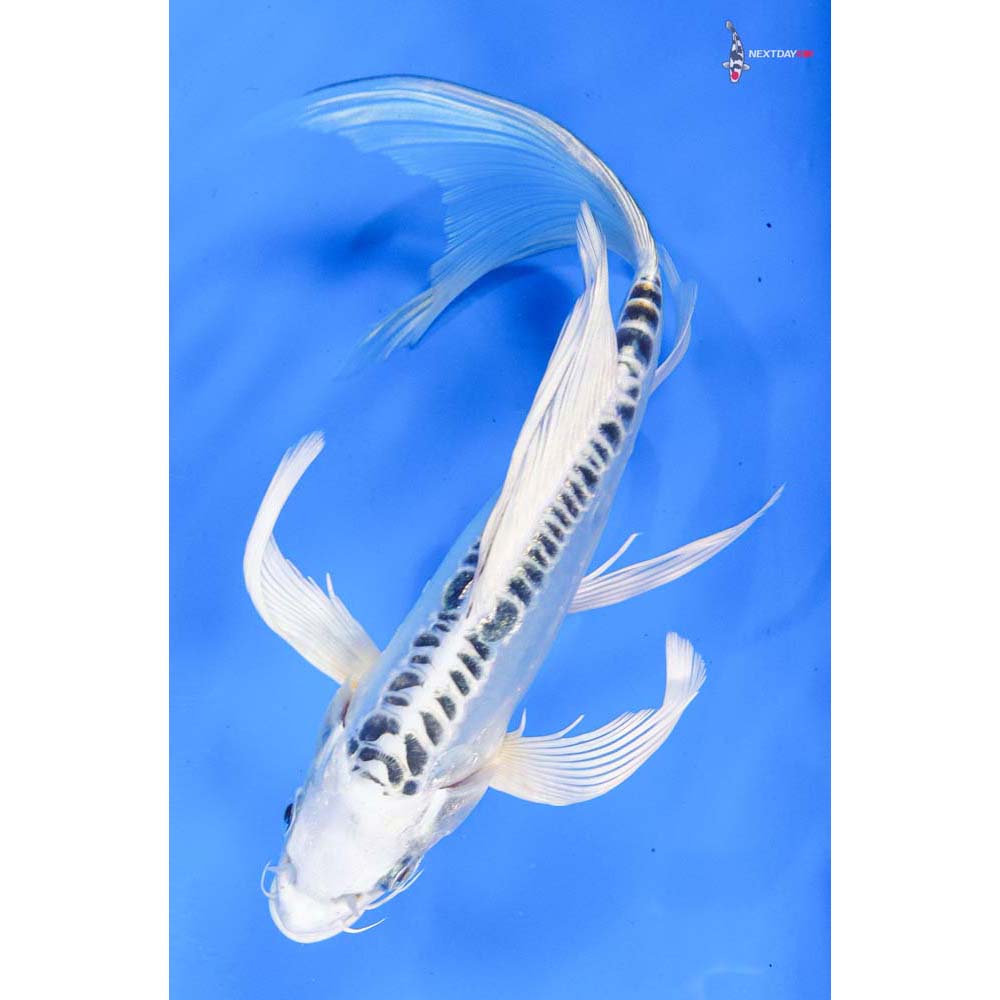 7.5” Imported Doitsu Gin Matsuba Butterfly Koi