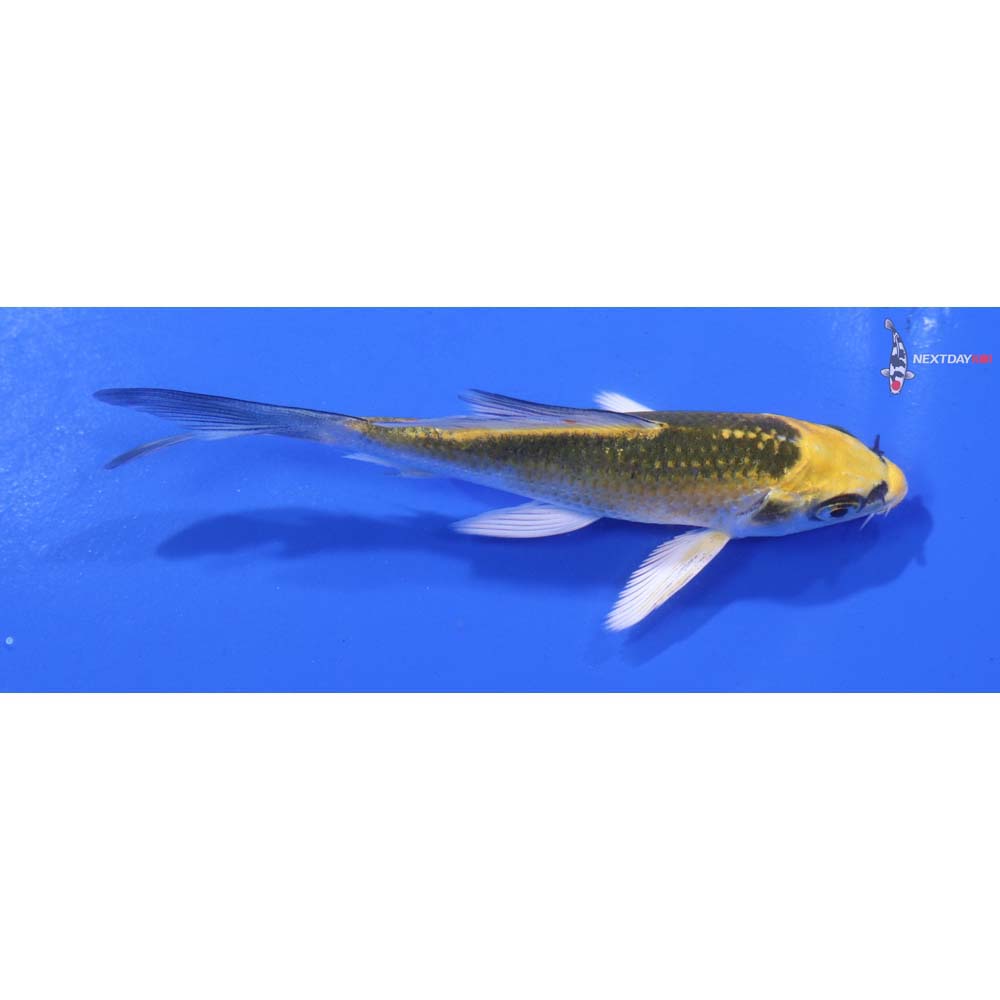 4” Imported Kujaku Butterfly Koi