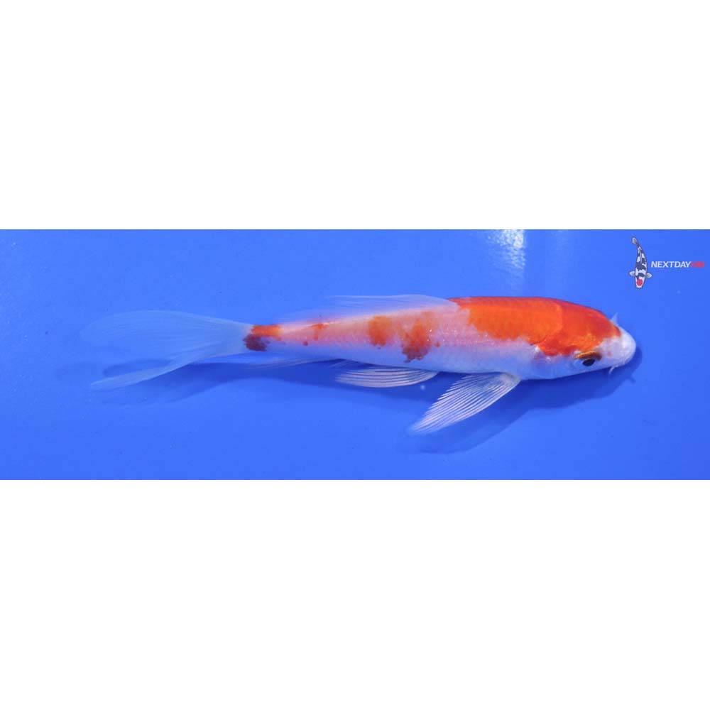 4.5” Imported Hariwake Butterfly Koi