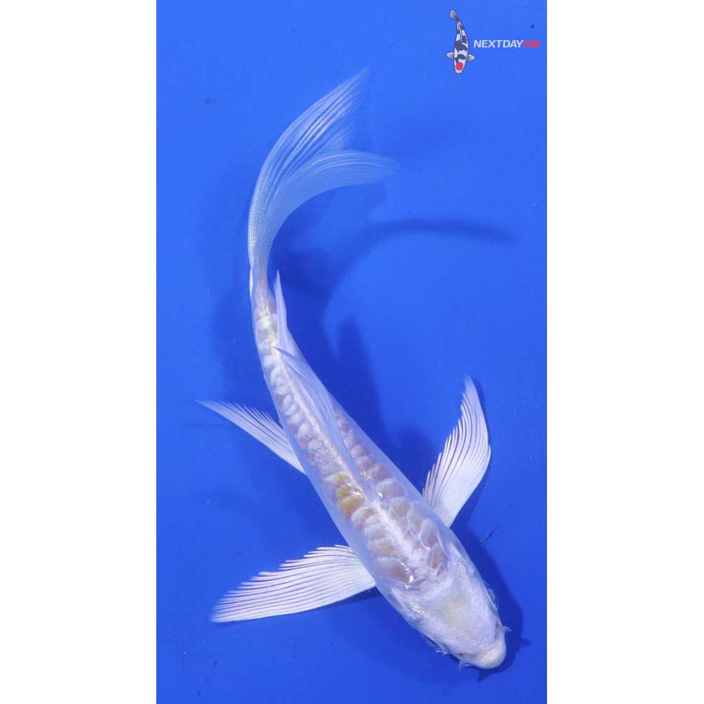 4.5” Imported Doitsu Lemon Hariwake Butterfly Koi