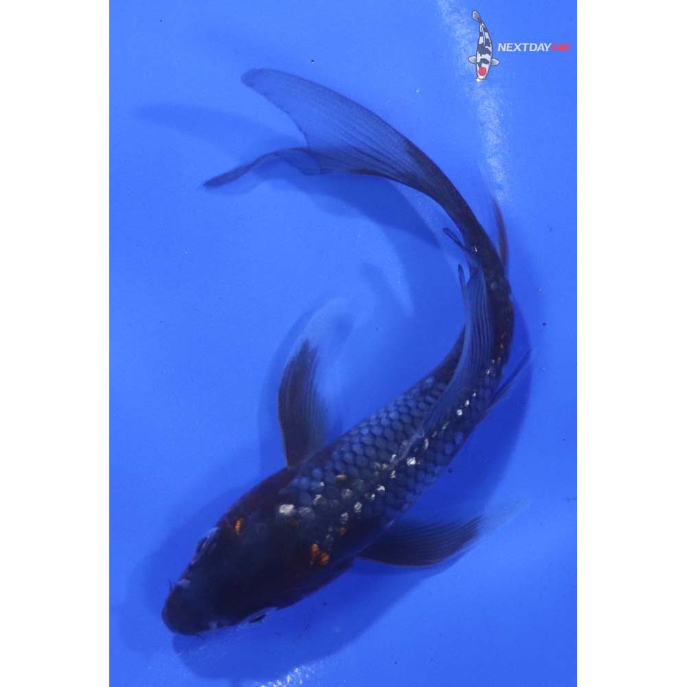 4.5” Imported Gin Rin Ochiba Shigure Butterfly Koi
