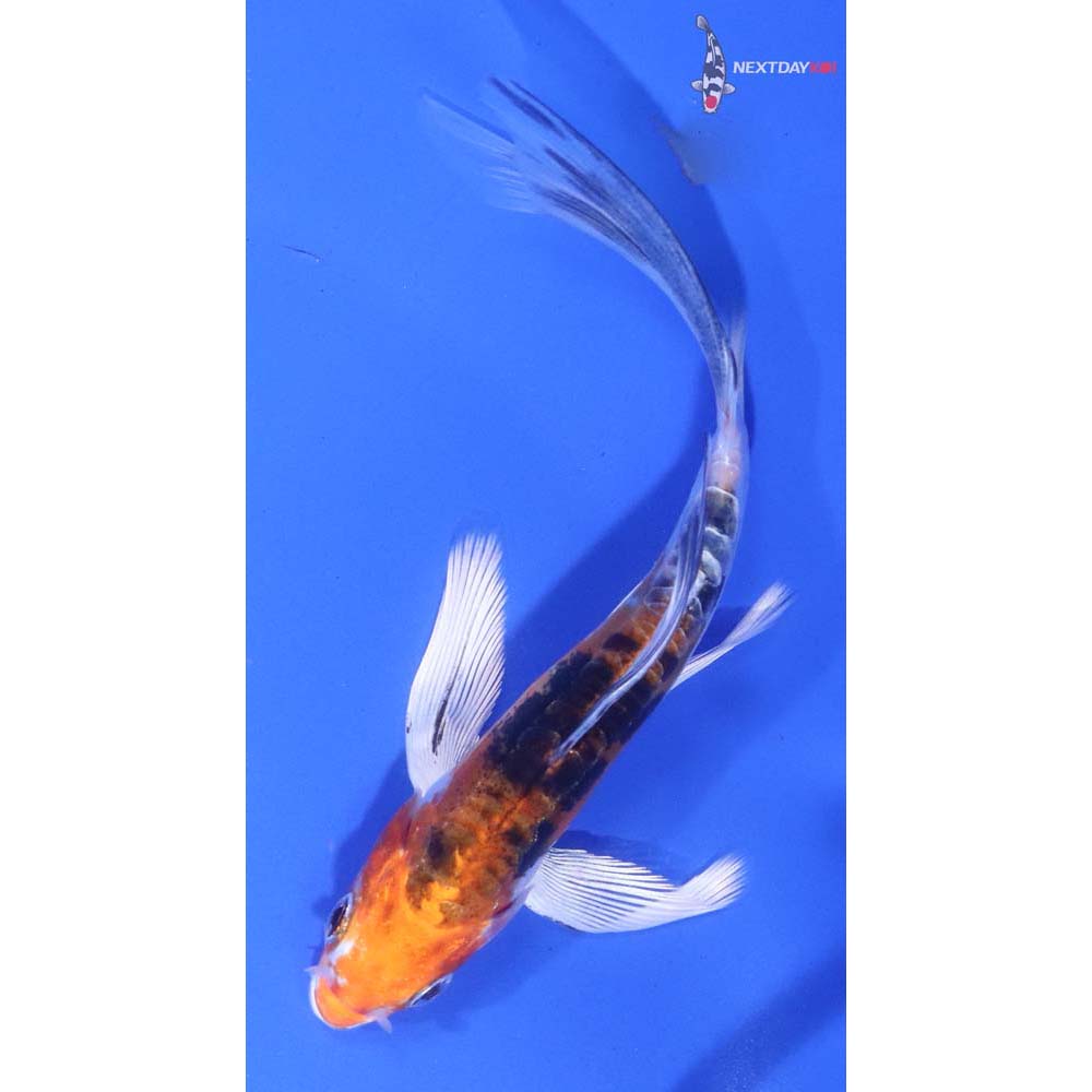 5” Imported Heisei Nishiki Butterfly Koi