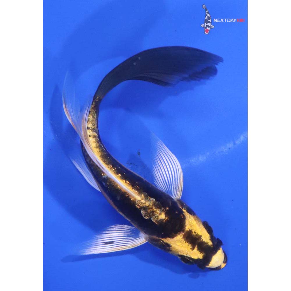 4.5” Imported Kin Kikokuryu Butterfly Koi