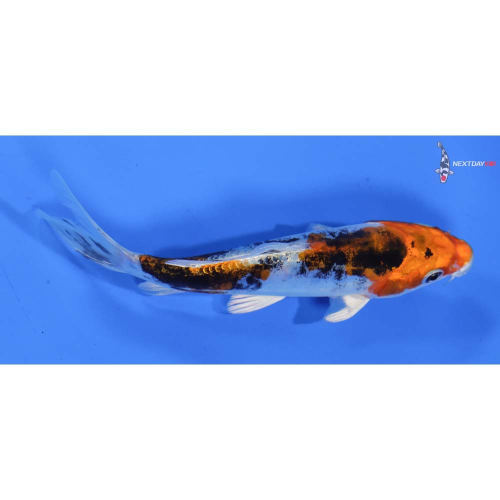 5” Imported Heisei Nishiki