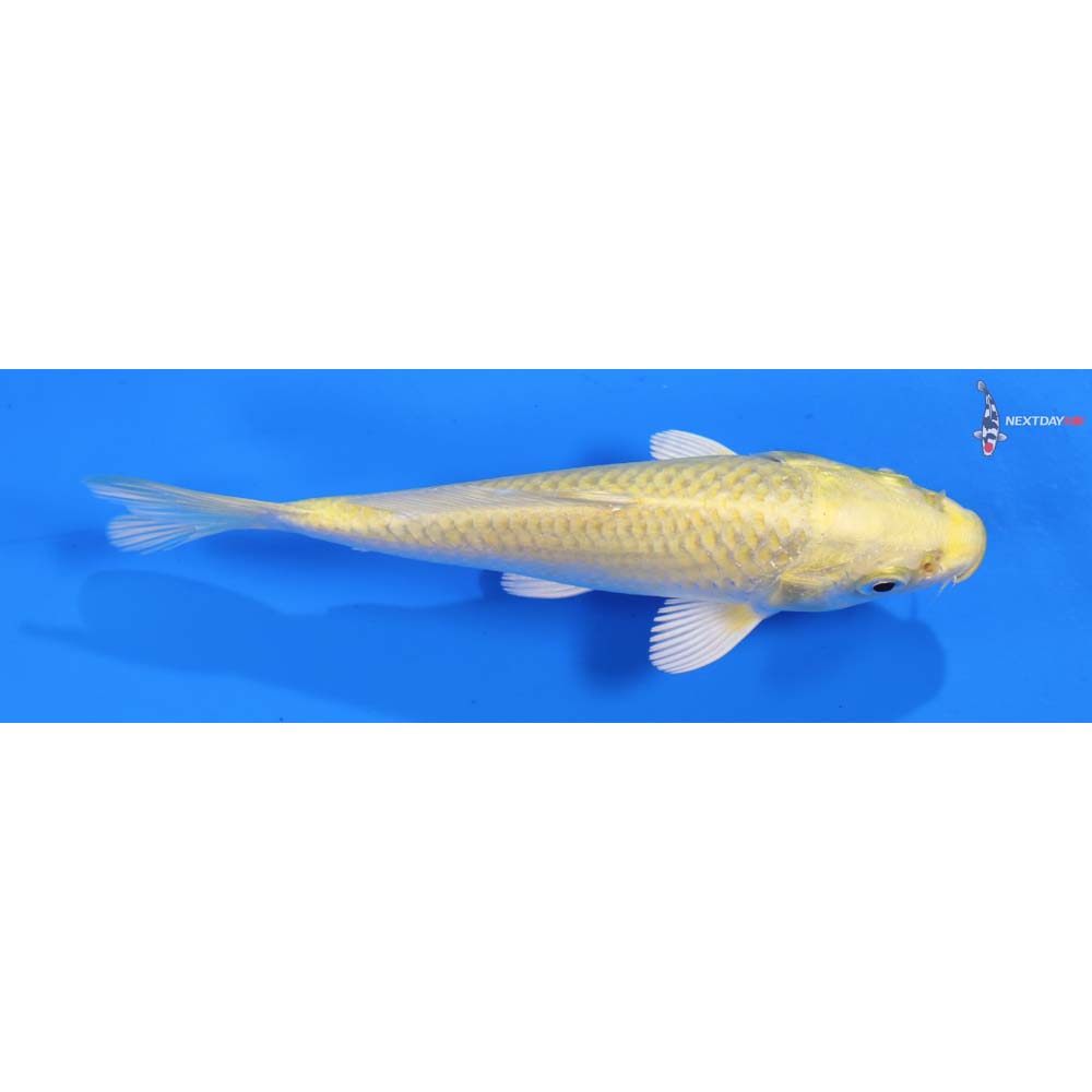 5” Imported Yamabuki Ogon
