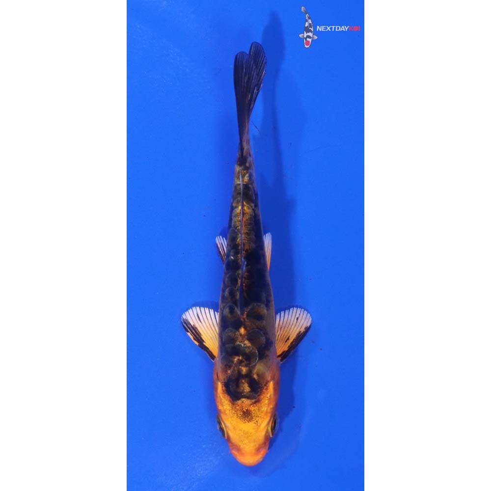 4” Imported Doitsu Kin Aka Bekko