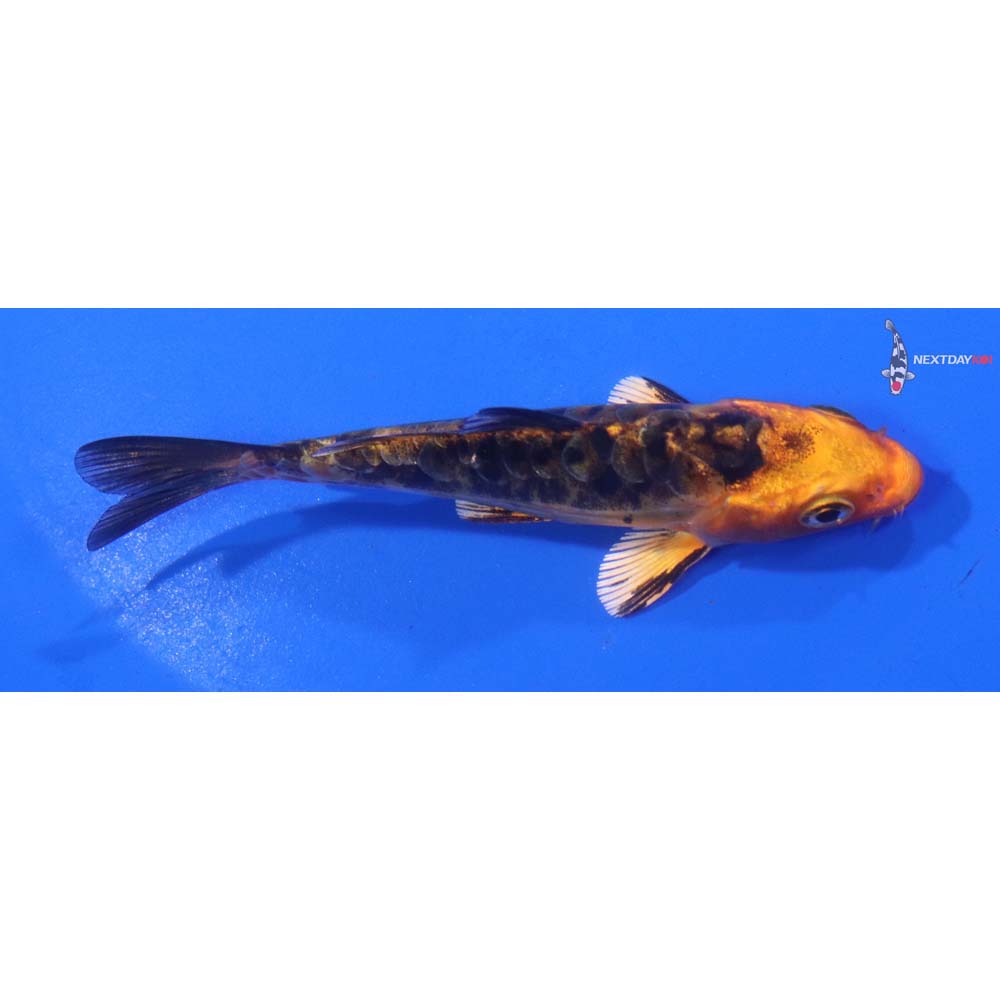 4” Imported Doitsu Kin Aka Bekko