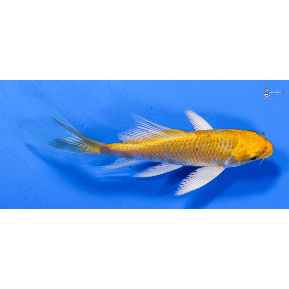 4” Imported Gin Rin Lemon Hariwake Butterfly Koi