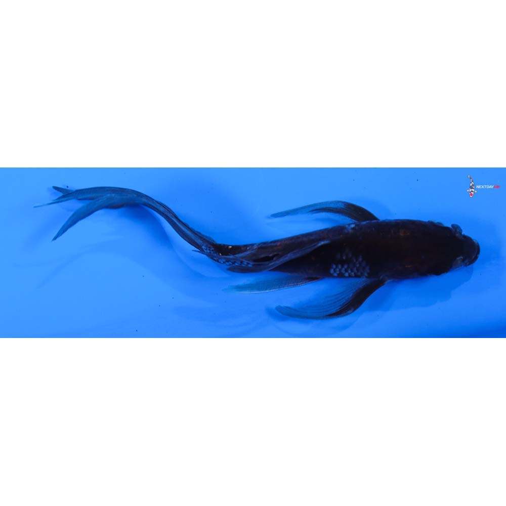 4.5” Imported Ochiba Shigure Butterfly Koi