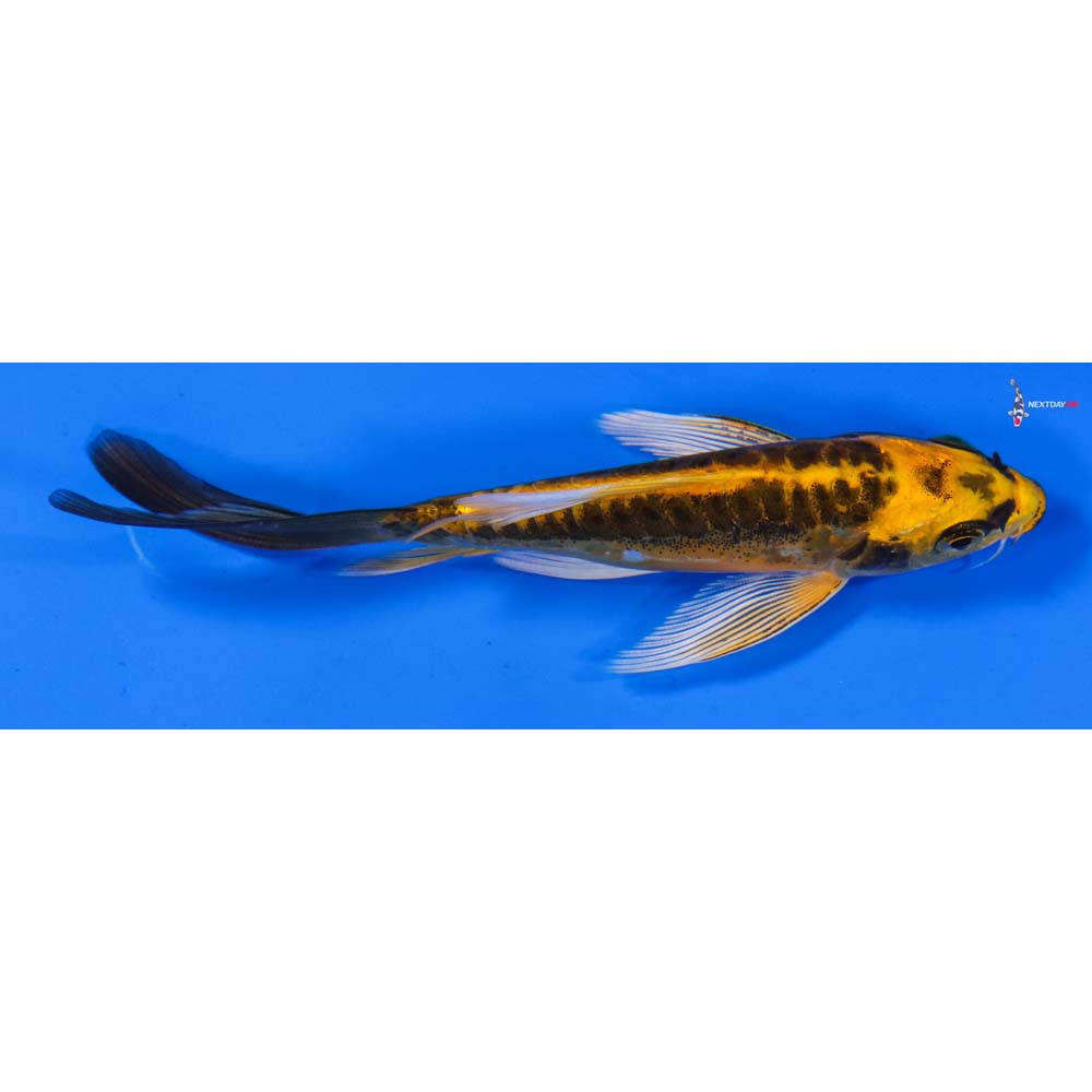 4.5” Imported Doitsu Orenji Matsuba Butterfly Koi