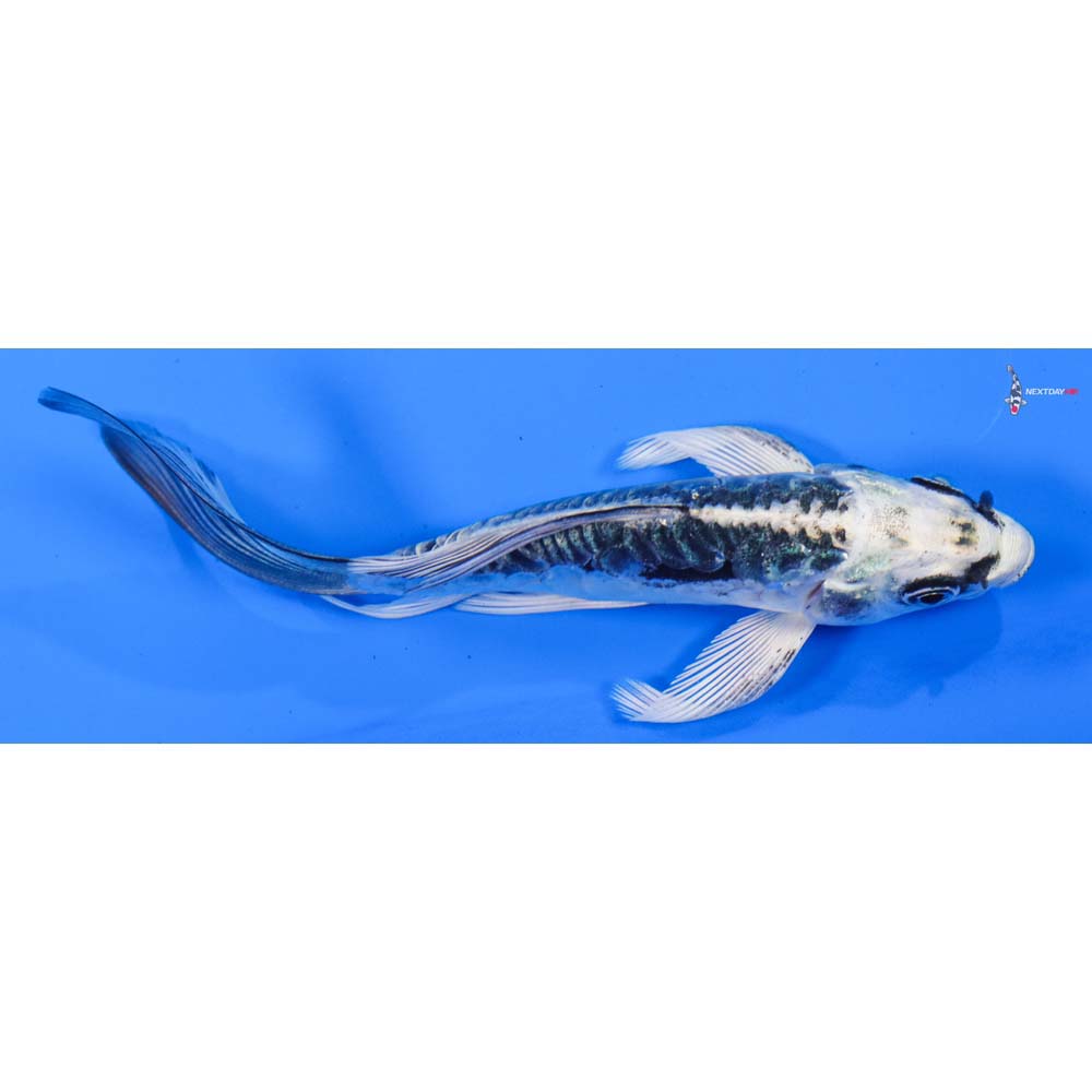 4.5” Imported Kikokuryu Butterfly Koi