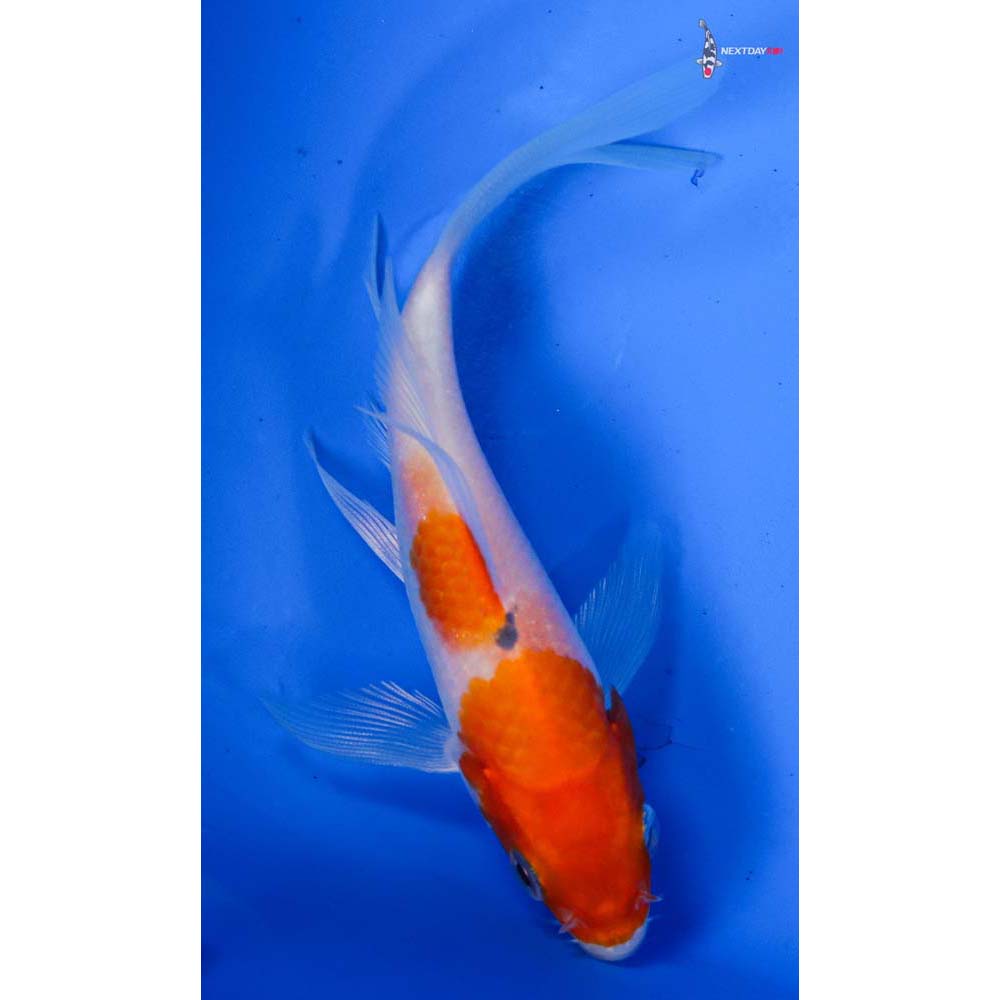 4” Imported Kohaku Butterfly Koi