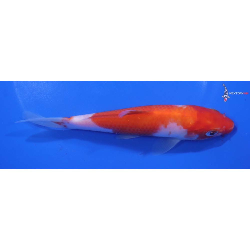5.5” Imported Kohaku