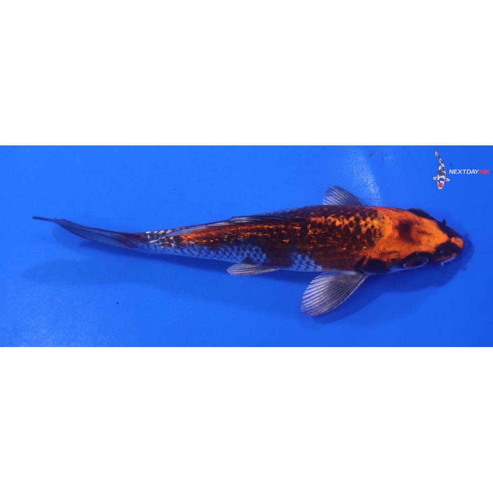 5.5” Imported Gin Rin Kujaku