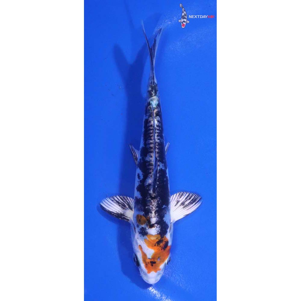 5” Imported Heisei Nishiki