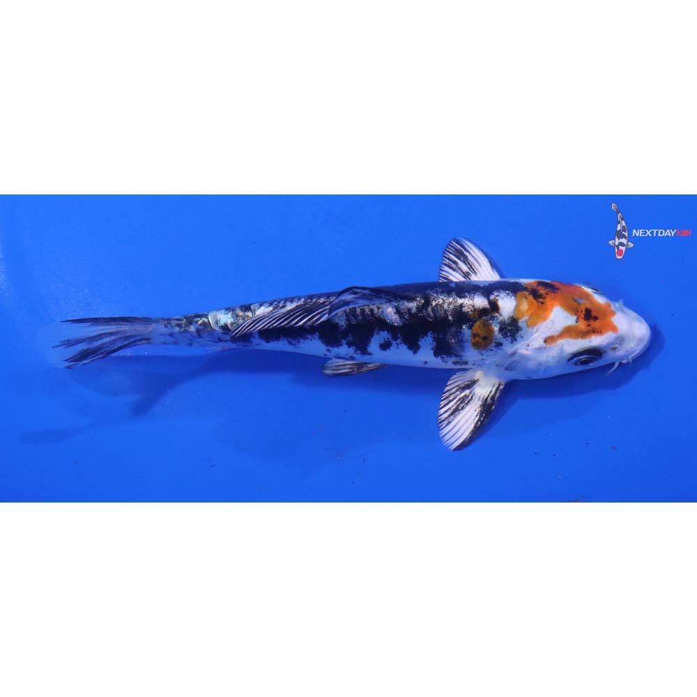 5” Imported Heisei Nishiki