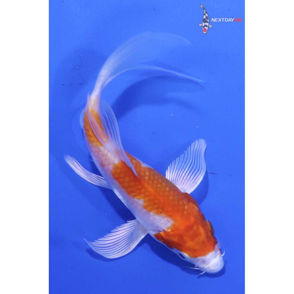 4.5” Imported Hariwake Butterfly Koi