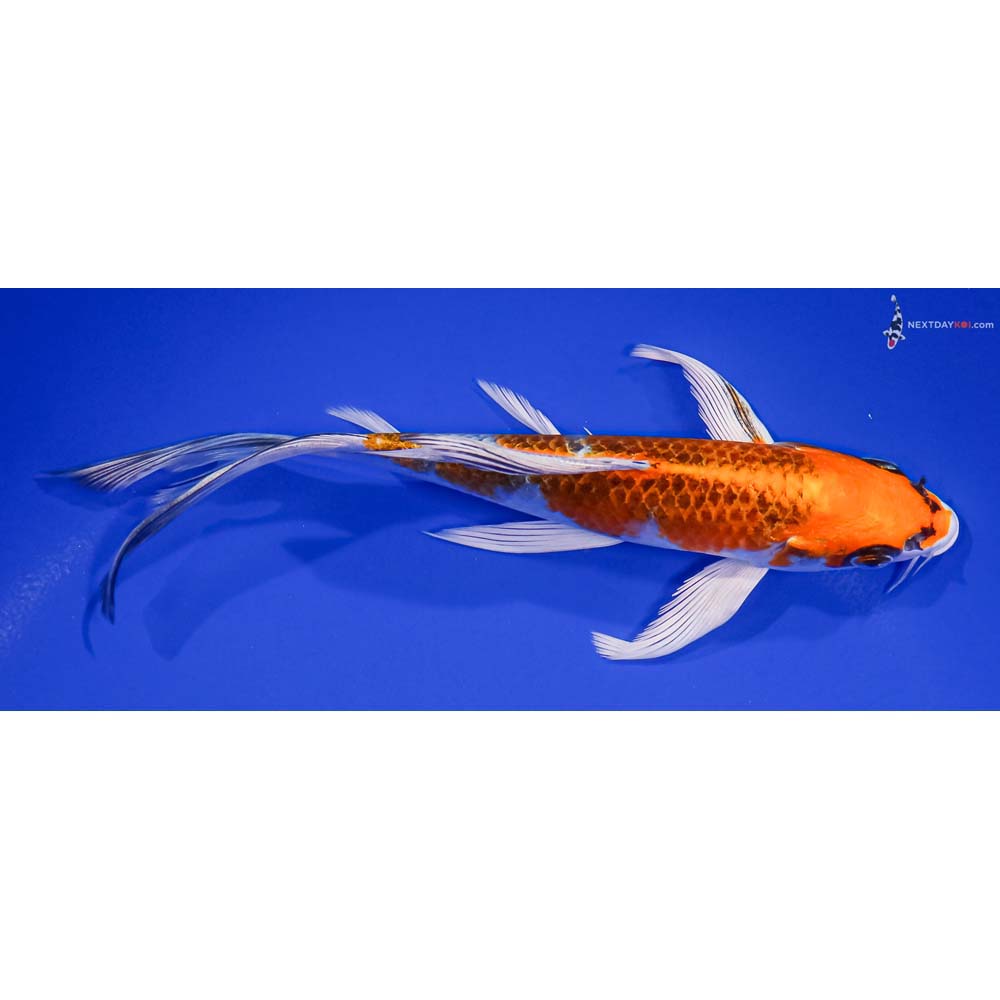 6.5” Imported Kujaku Butterfly Koi