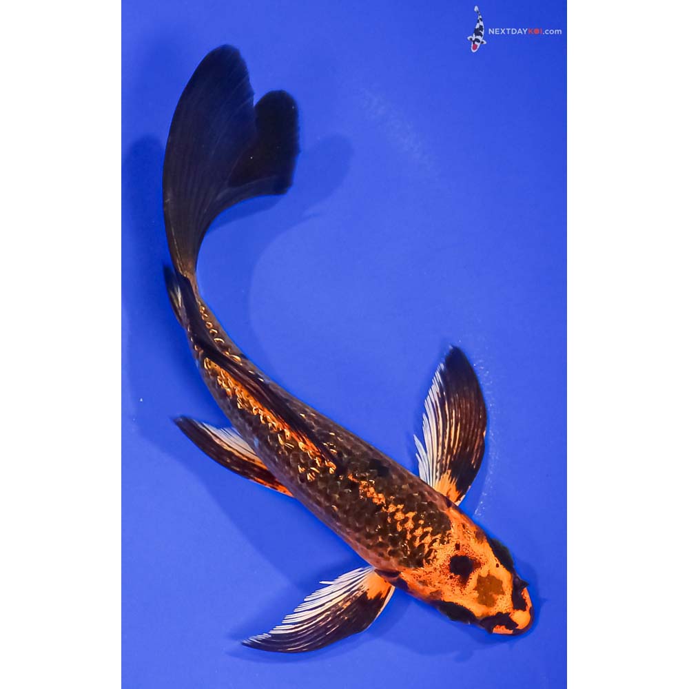 6.5” Imported Gin Rin Orenji Matsuba Butterfly Koi