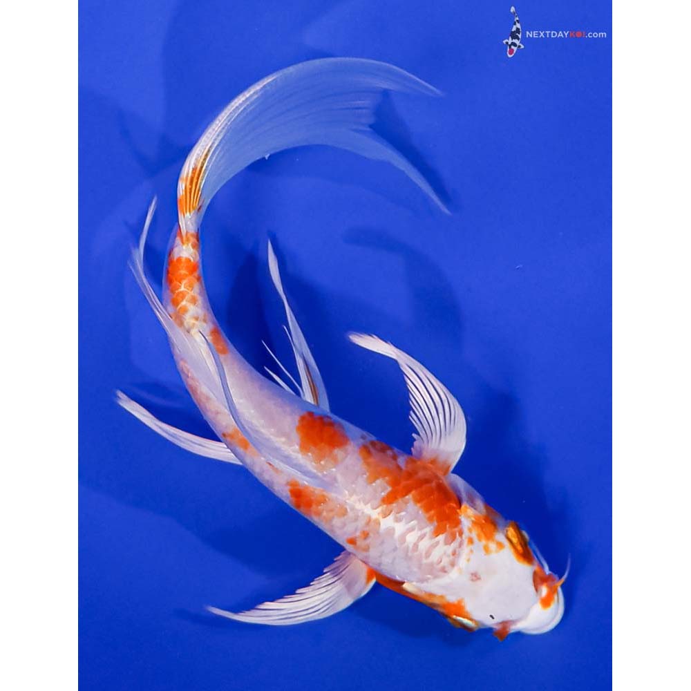 6.5” Imported Hariwake Butterfly Koi