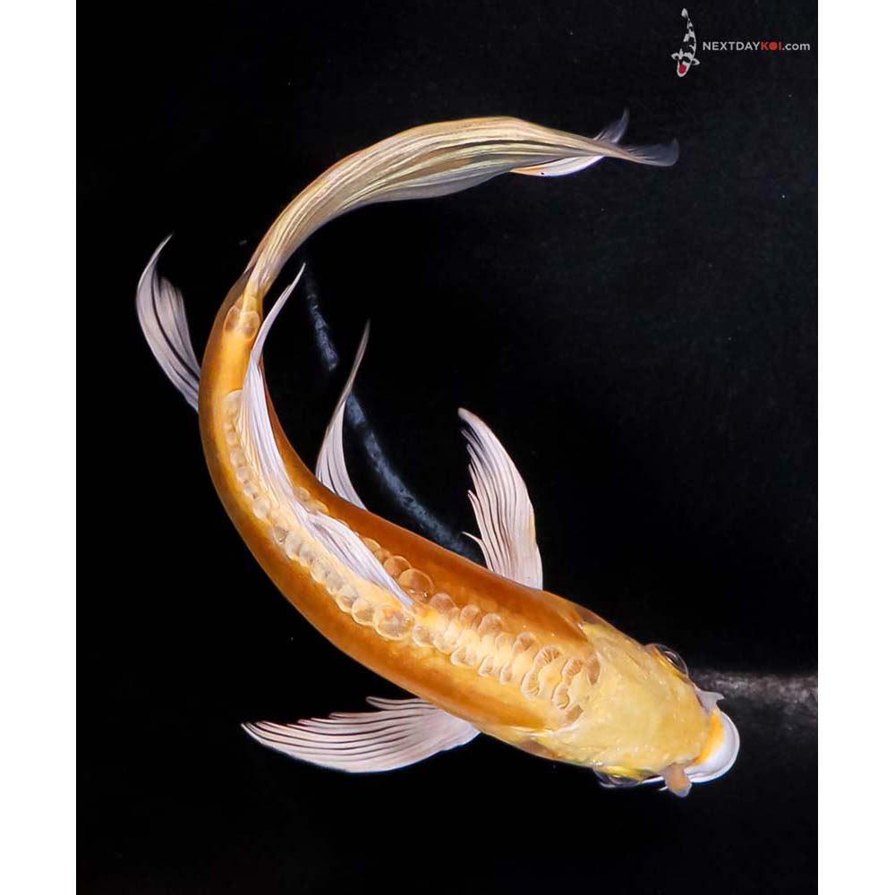 6.5” Imported Doitsu Lemon Hariwake Butterfly Koi