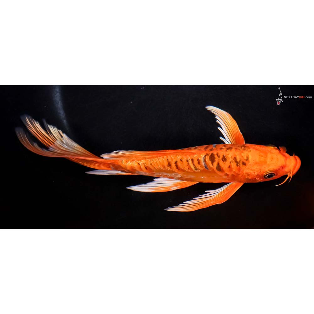 7” Imported Doitsu Orenji Matsuba Butterfly Koi
