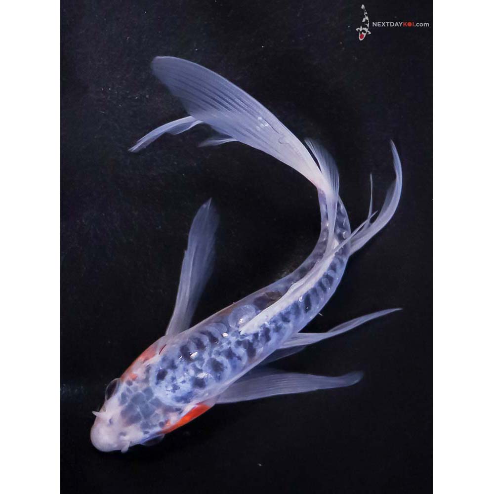7” Imported Shusui Butterfly Koi