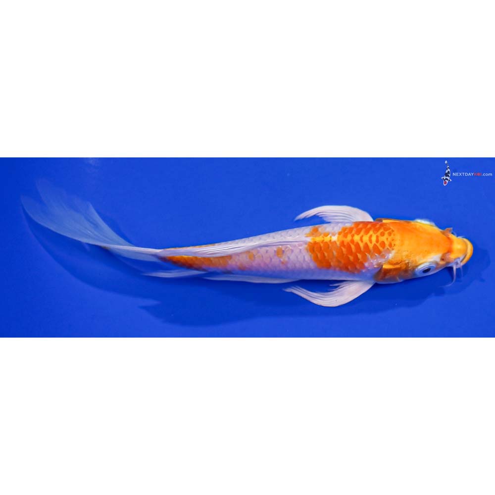 7” Imported Hariwake Butterfly Koi