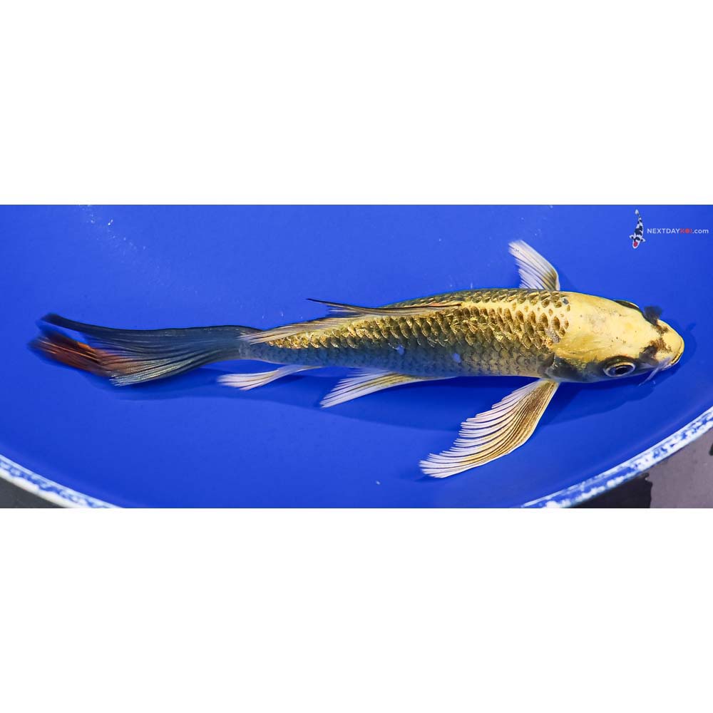 6.5” Imported Gin Rin Ki Matsuba Butterfly Koi