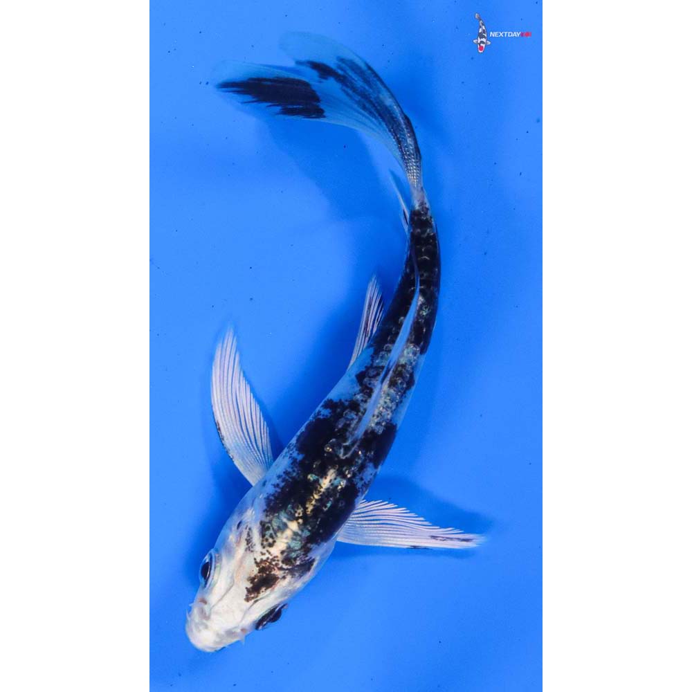 3.5” Imported Kikokuryu Butterfly Koi