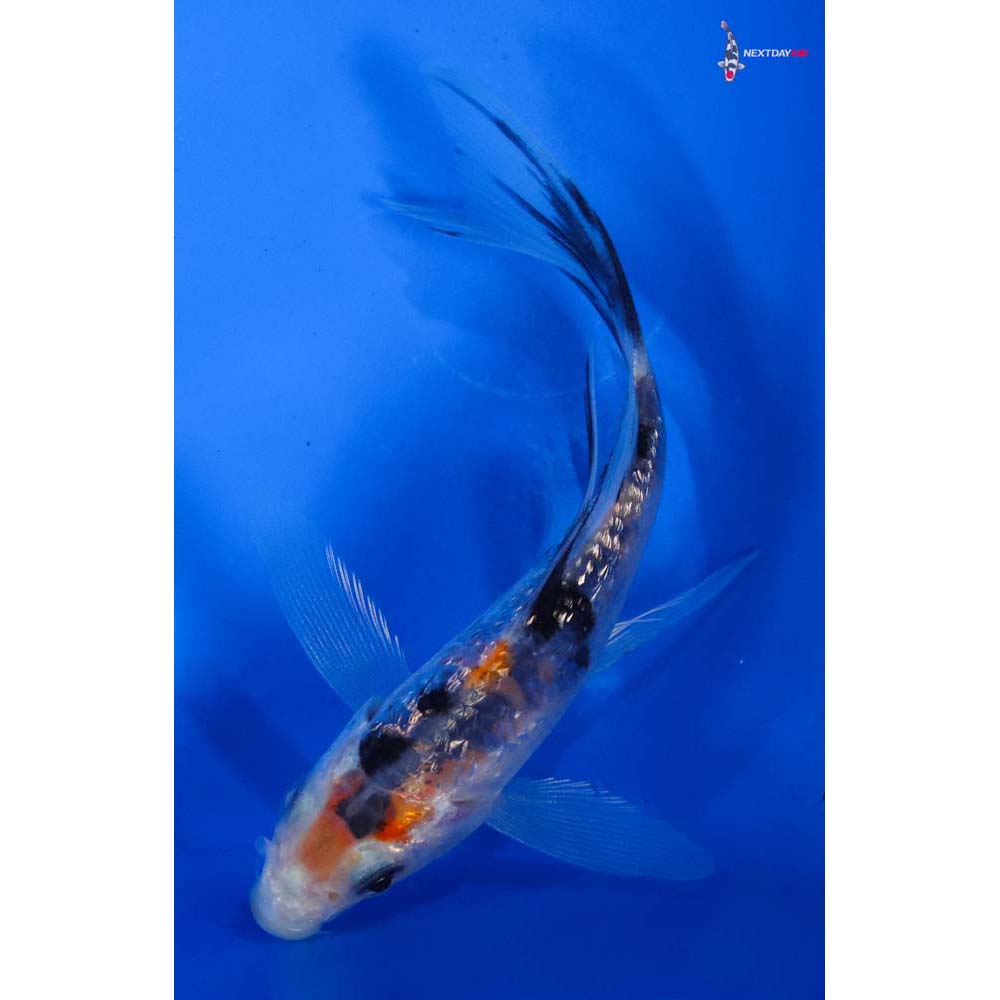 3.5” Imported Gin Rin Sanke Butterfly Koi
