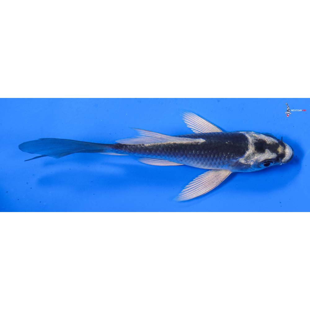 3.5” Imported Gin Matsuba Butterfly Koi