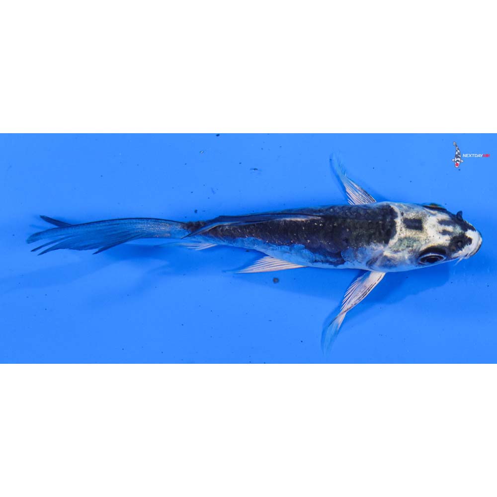 3.5” Imported Doitsu Gin Matsuba Butterfly Koi