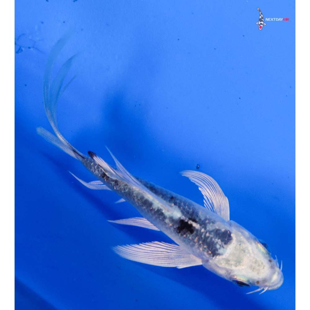 3.5” Imported Shiro Bekko Butterfly Koi