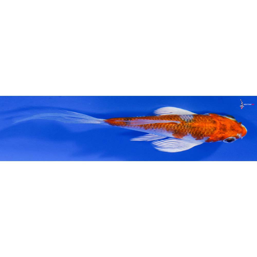 3.5” Imported Kujaku Butterfly Koi