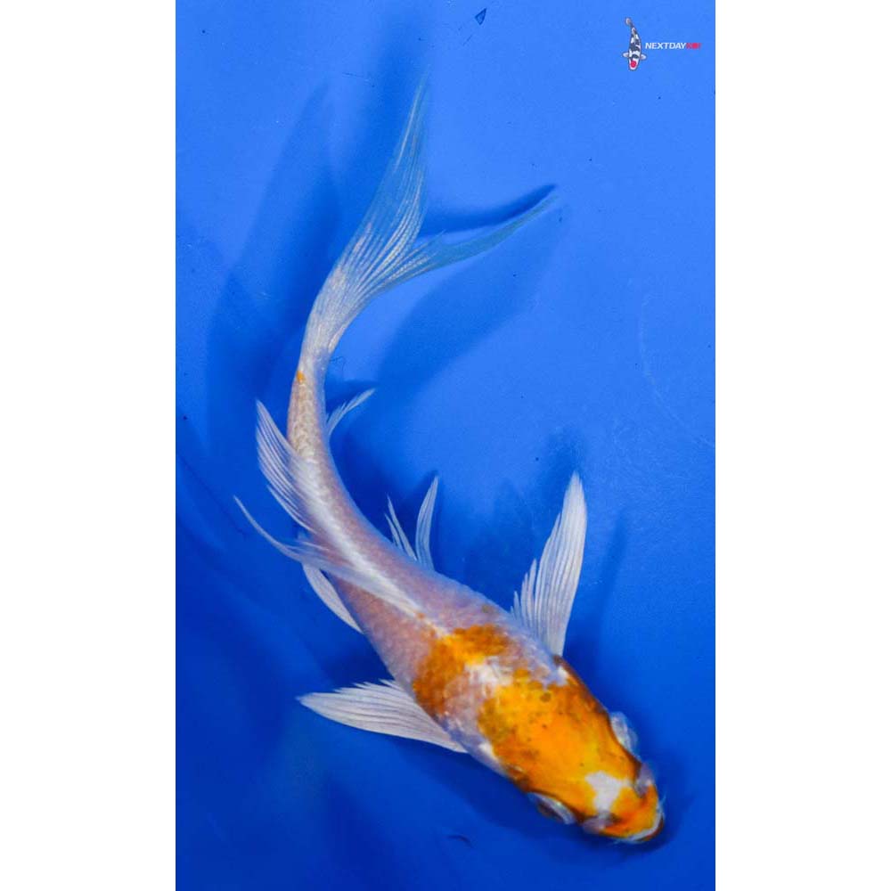 3.5” Imported Hariwake Butterfly Koi