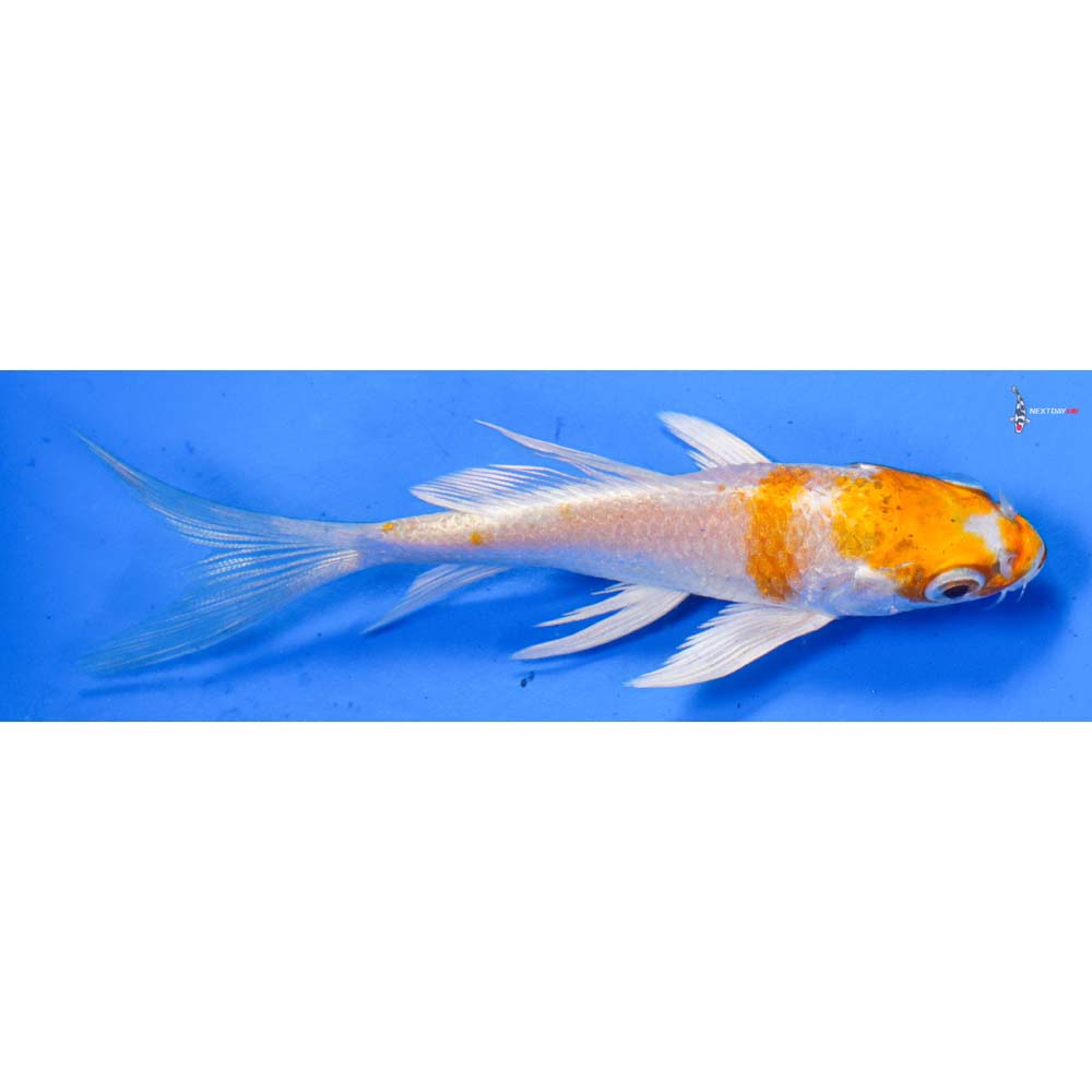 3.5” Imported Hariwake Butterfly Koi
