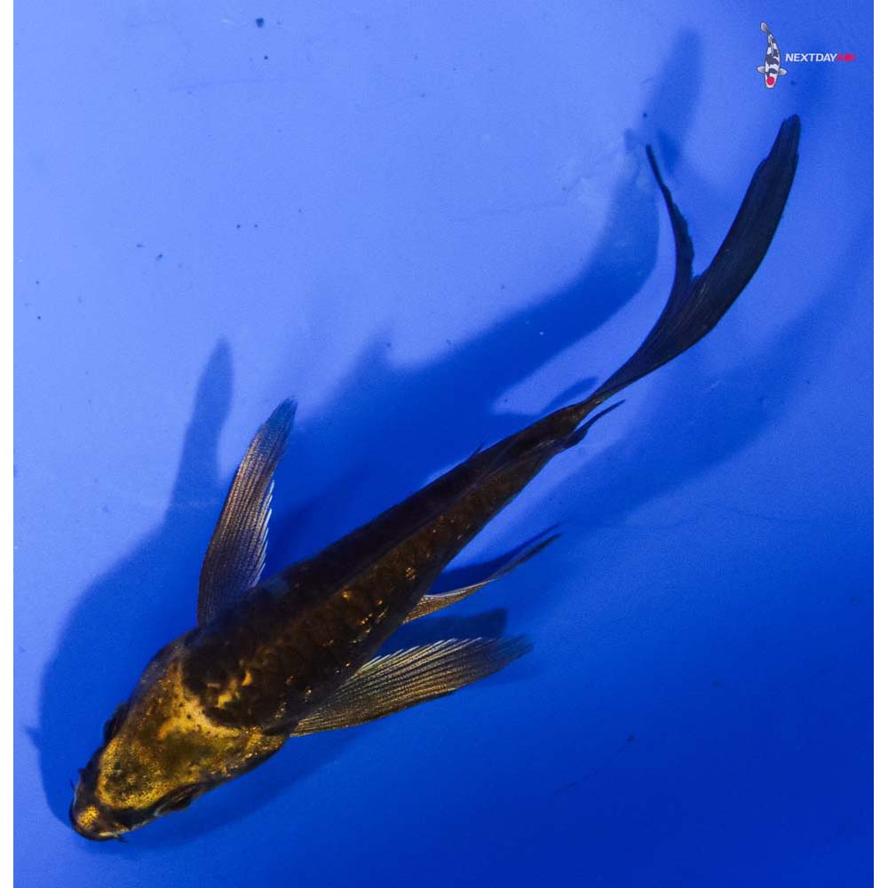 3.5” Imported Kin Kikokuryu Butterfly Koi