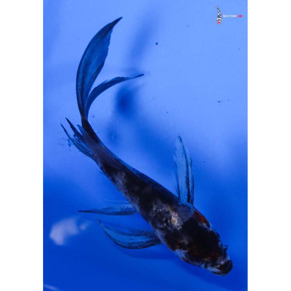 3.5” Imported Showa Butterfly Koi