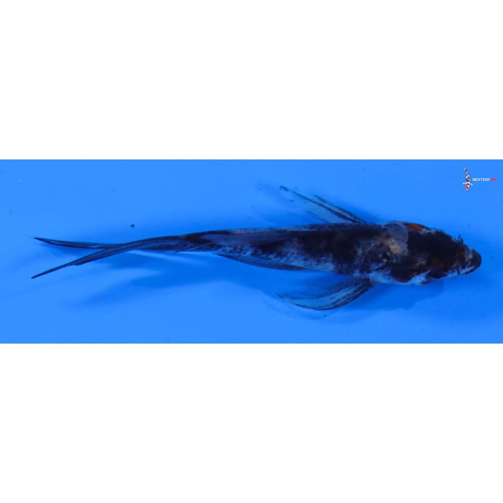 3.5” Imported Showa Butterfly Koi