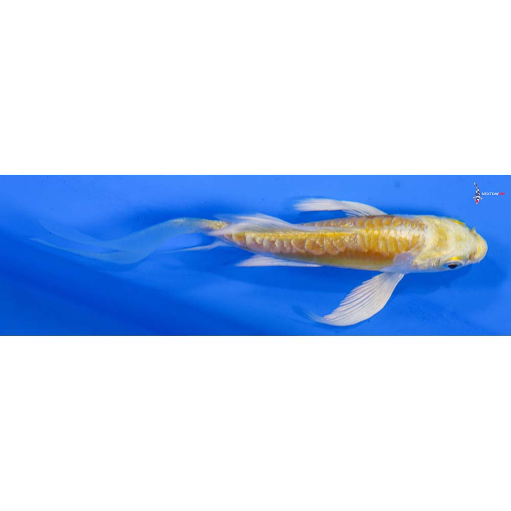 3.5” Imported Doitsu Lemon Hariwake Butterfly Koi