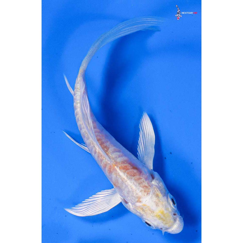 3.5” Imported Doitsu Lemon Hariwake Butterfly Koi
