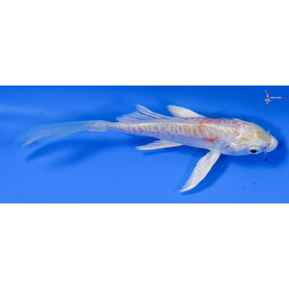 3.5” Imported Doitsu Lemon Hariwake Butterfly Koi