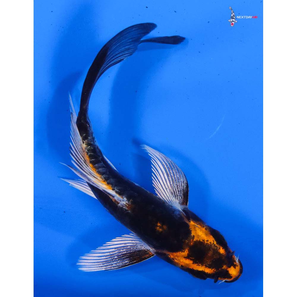 4” Imported Kin Kikokuryu Butterfly Koi