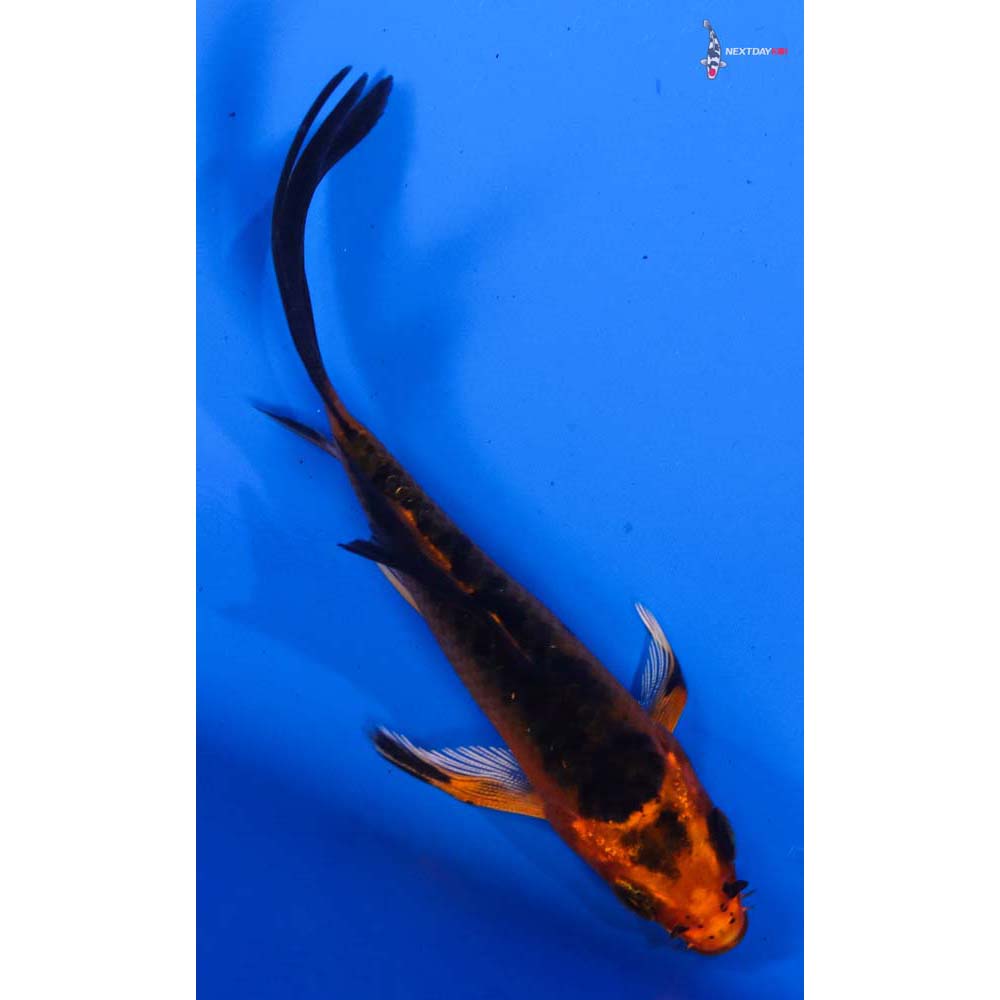 3.5” Imported Orenji Matsuba Butterfly Koi